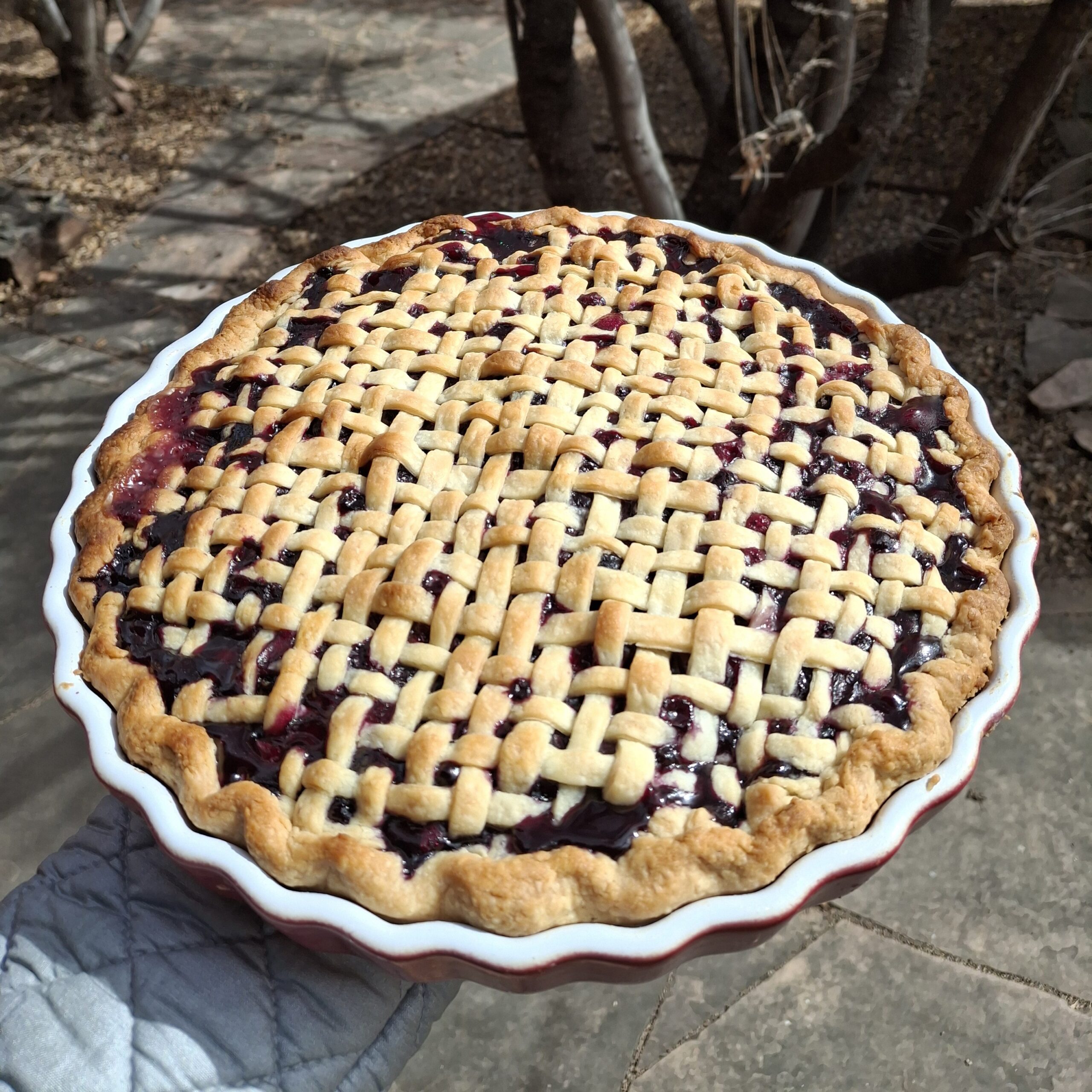 Blueberry for Paulina Saunders~2