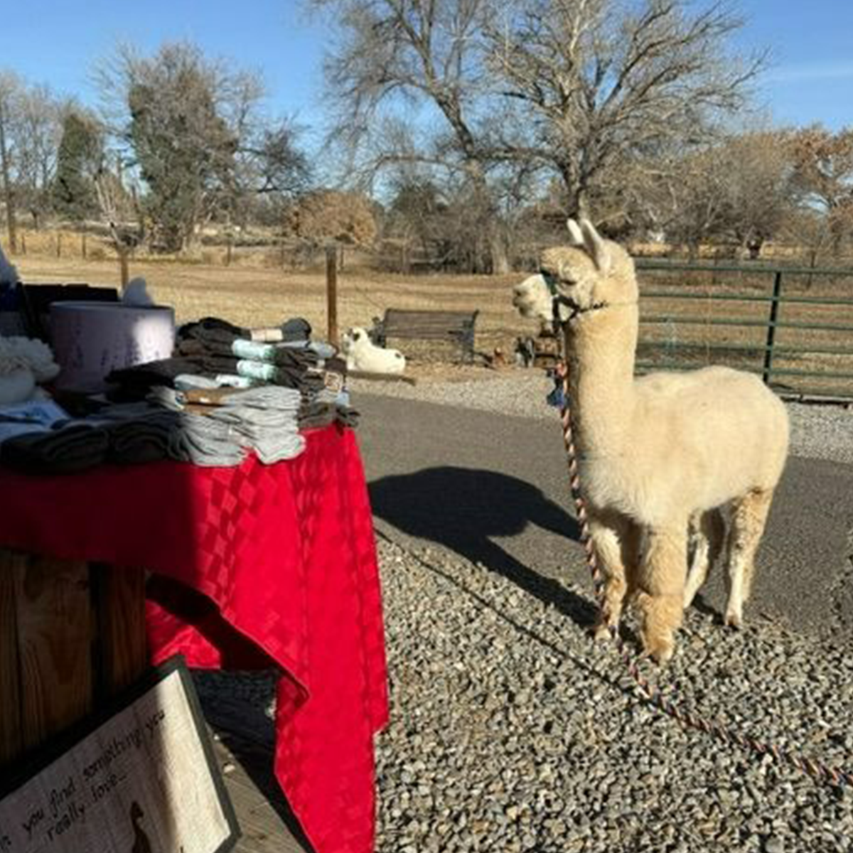 Cummins Alpaca Farm